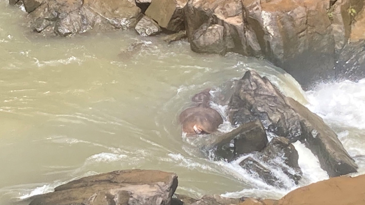 สลด ช้างป่าเขาใหญ่ข้ามคลองบนอุทยาน ถูกกระแสน้ำพลัด ตกเหวนรกตาย 2 ตัว