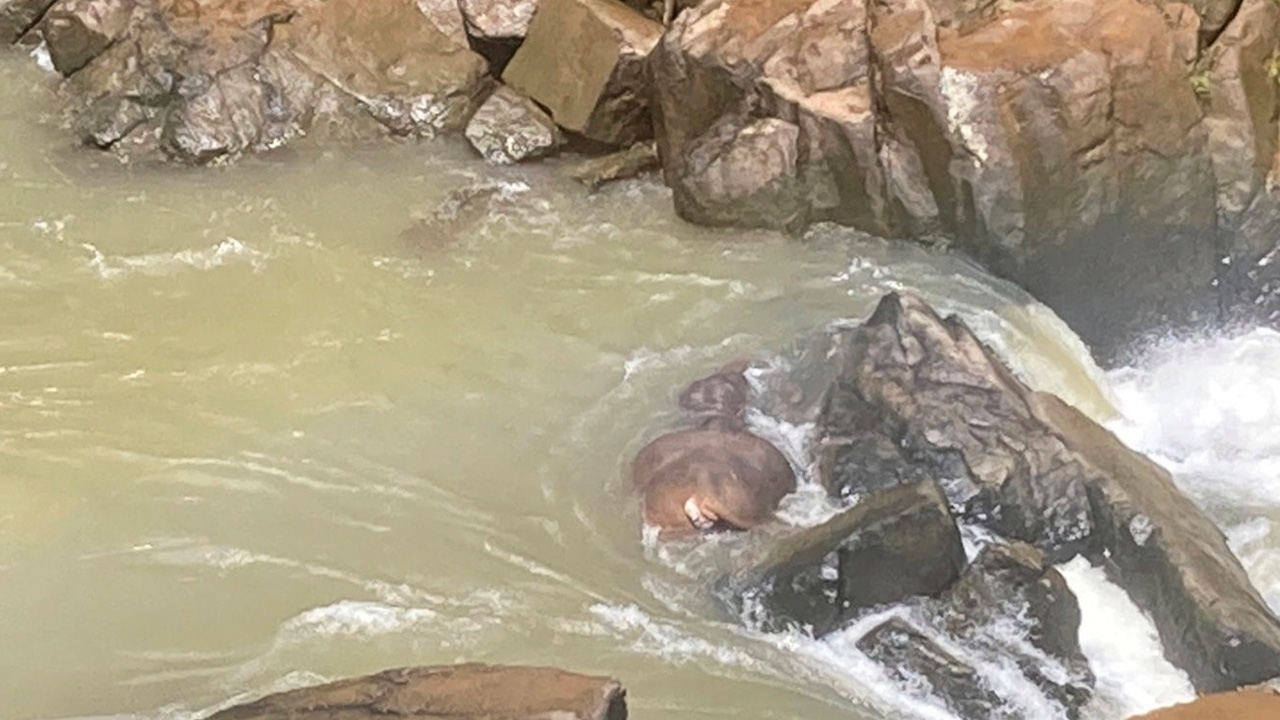 สลดช้างแม่ลูก เซ่นน้ำตกเหวนรก เจอซากพลาย! ในป่าสลักพระ