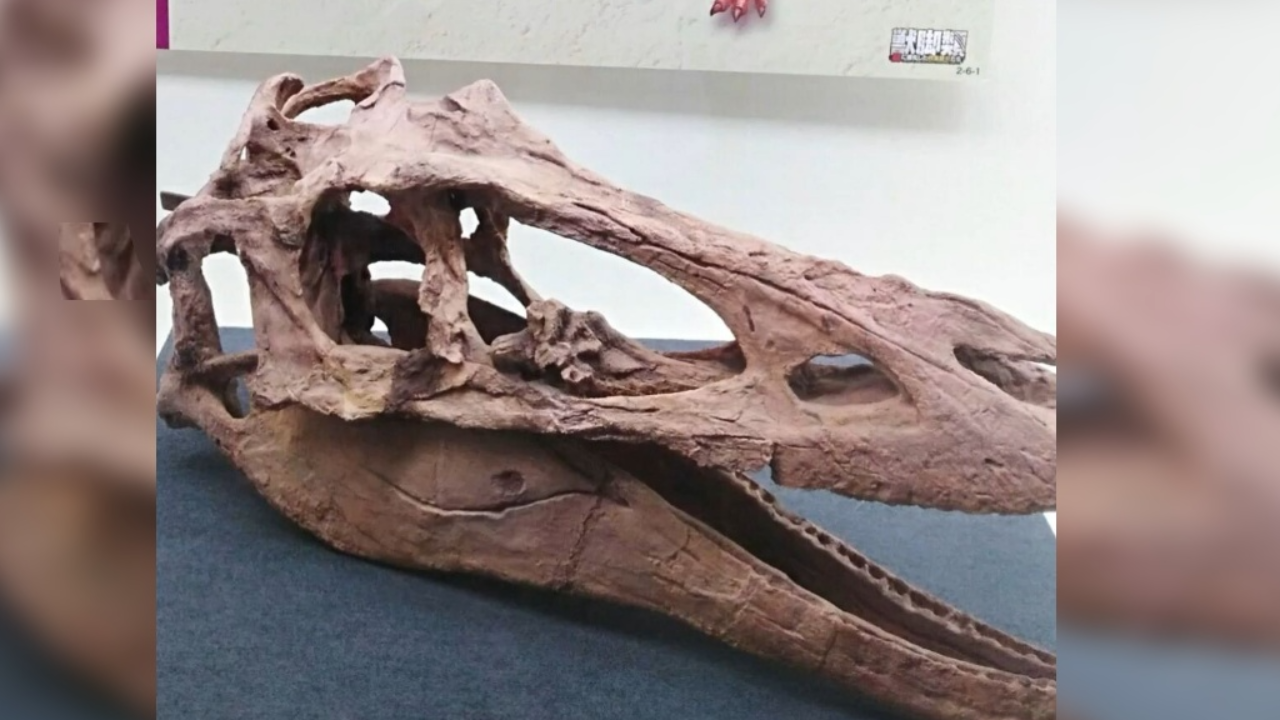 ‘ฟอสซิลหนัก 8 ตัน’ ช่วยไขปริศนาไดโนเสาร์ ยุคครีเทเชียส 145 ล้านปีก่อน