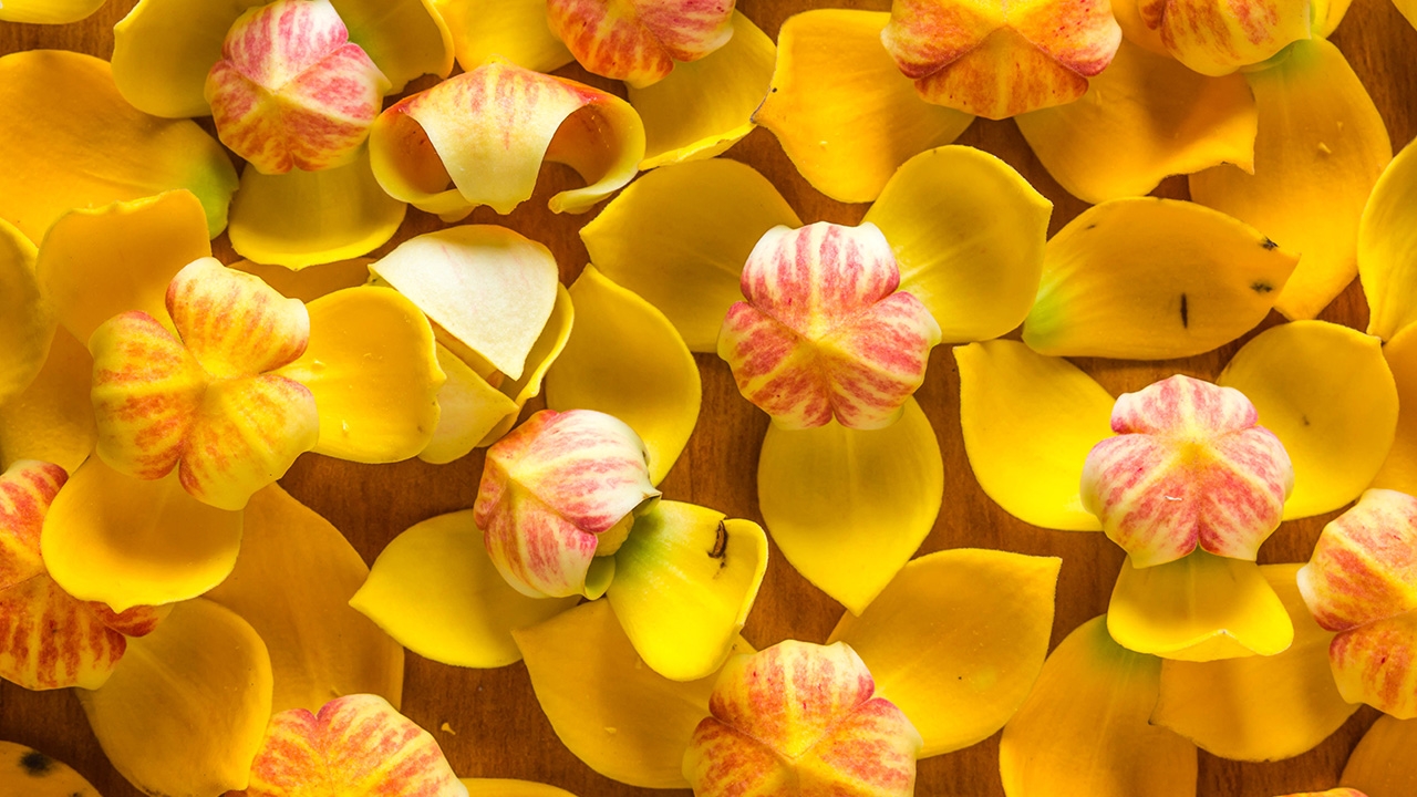 “ดอกลำดวน” เป็นเหตุ “ดราม่า” ข้าม 2 ประเทศ