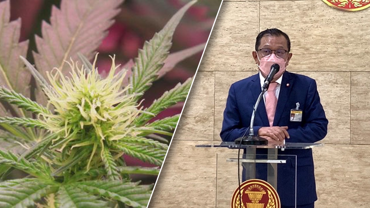 "ศุภชัย" ชี้ นำเข้า "ช่อดอก" กัญชาต่างประเทศ เข้าไทย ผิดกฎหมาย