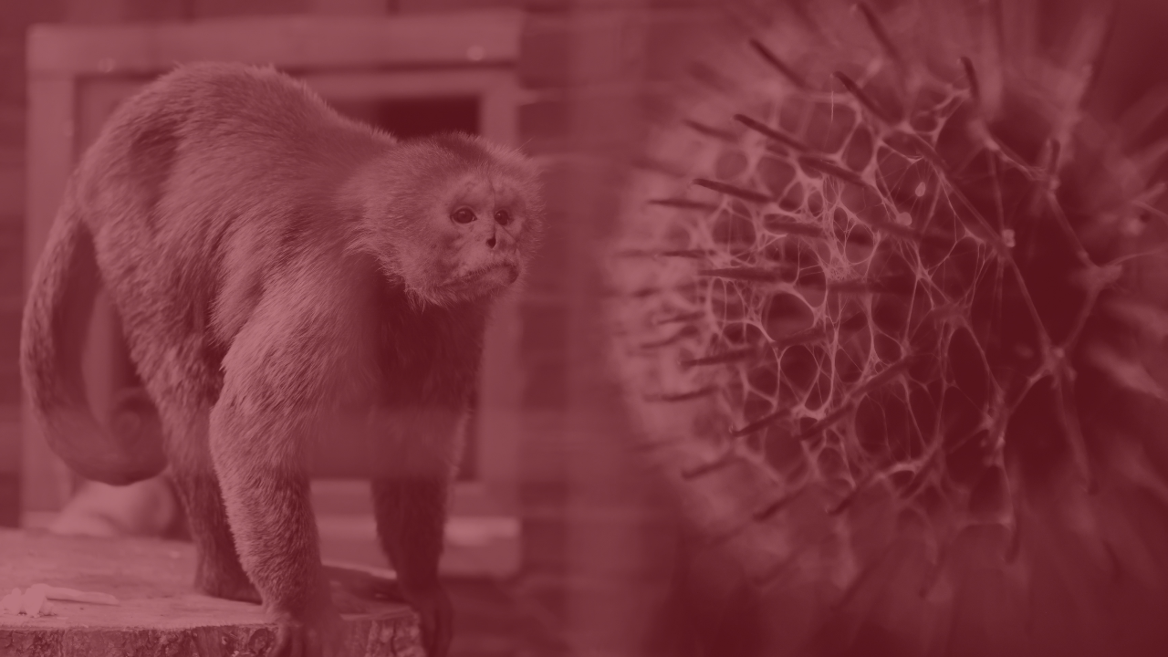 ลักษณะผื่น "ฝีดาษลิง" พบมากสุดที่อวัยวะเพศ ชี้ระบาดล่าสุดคล้ายกับหลายโรค