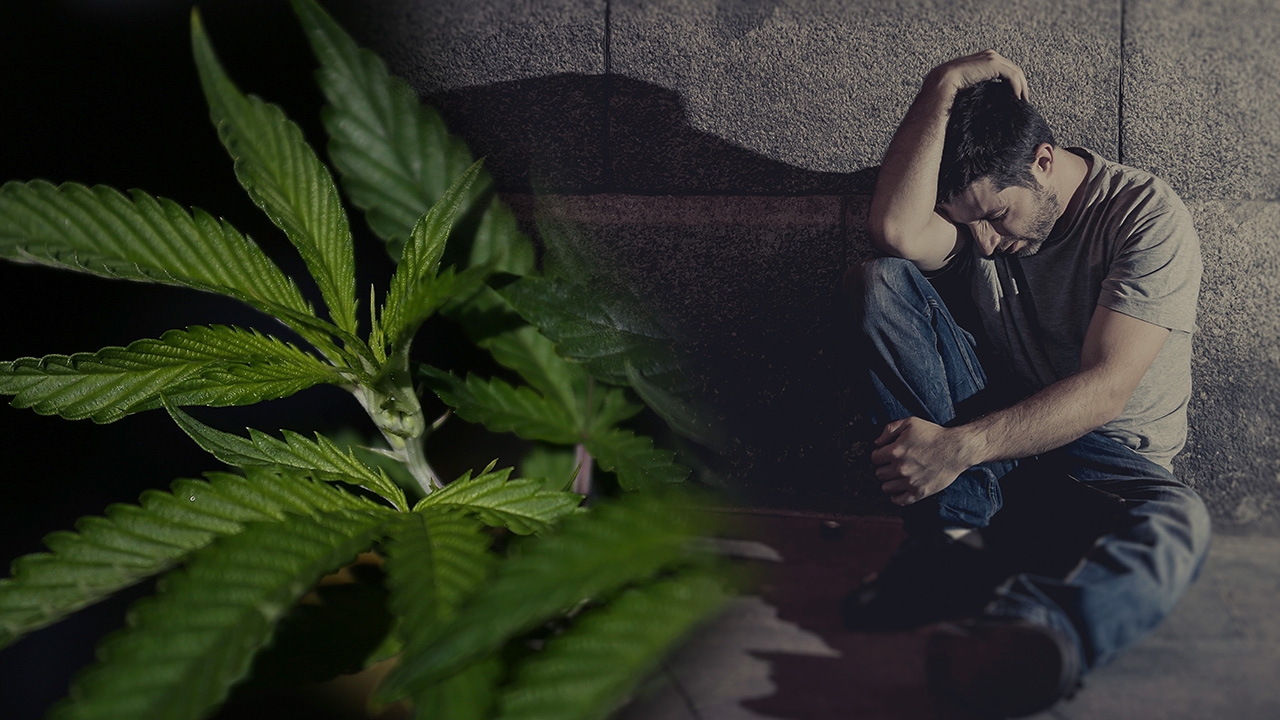 บทเรียนหลอนกัญชา ถึงขั้นทำร้ายแม่ ผลพวงสุญญากาศกฎหมายหลังเปิดเสรี