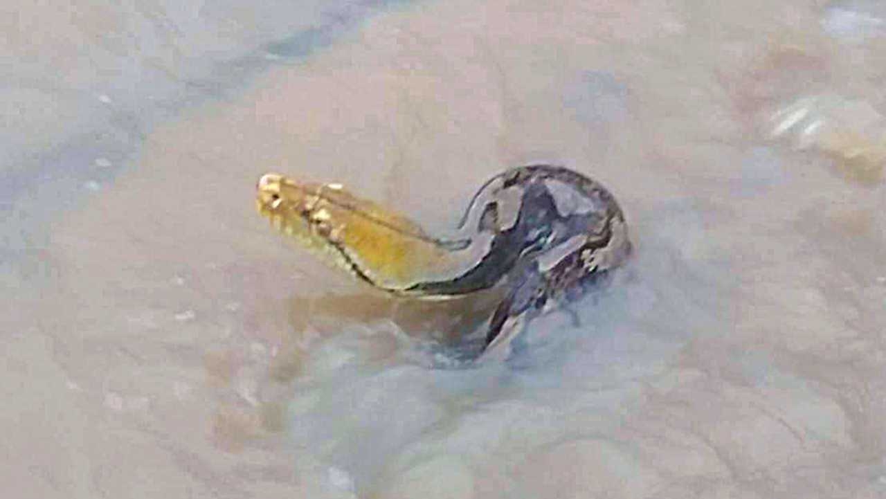 งูเหลือมยาว 4 เมตร หนีน้ำท่วม หัวโผล่ท่อระบายน้ำ ตัวติดตะแกรง ไล่ฉกคน