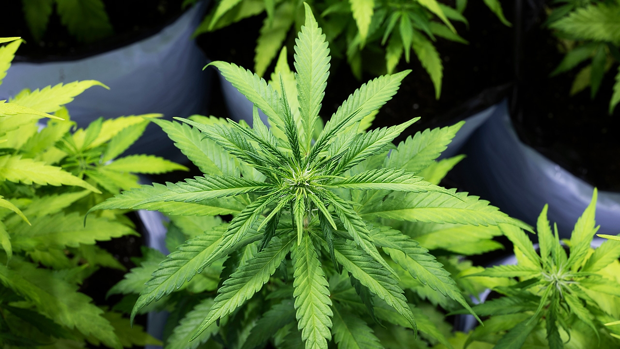 เมนูกัญชา สธ.กังวลร้านค้าส่งดีลิเวอรี แยกอายุไม่ได้ศธ.ห้ามเข้าในโรงเรียน