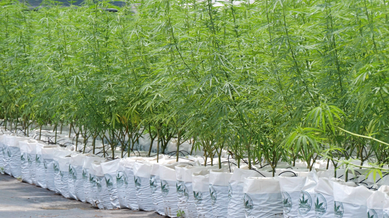 โพล ชี้ ปลดล็อกกัญชา กว่า 57% เห็นด้วย แต่กังวลใช้ในเด็กเยาวชน ไม่เหมาะ