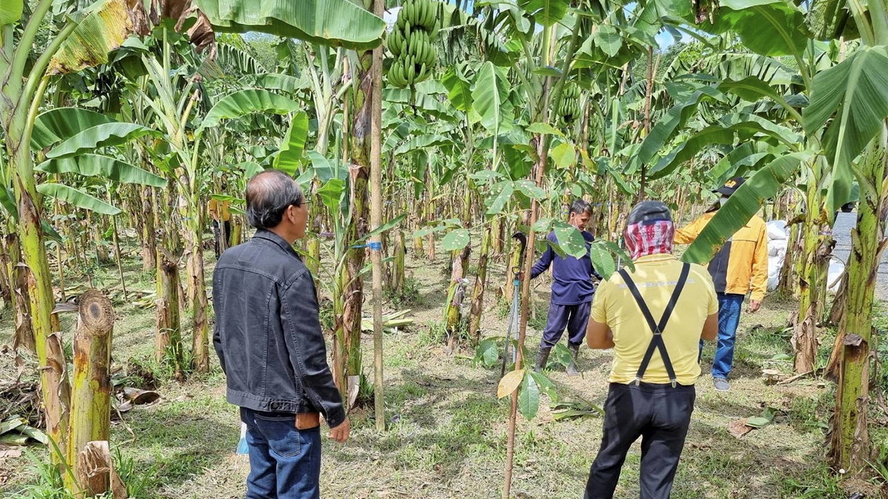 อุ้มสวนยางรายย่อย เนื้อที่ 10 ไร่อยู่รอดได้