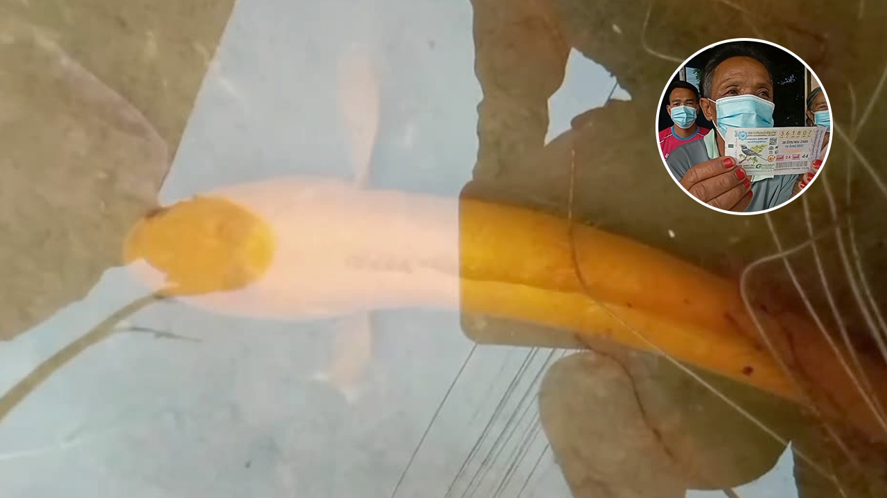 พ่อม่ายได้โชคจากปลาช่อนสีทอง รับ 6 ล้าน ดีใจน้ำตาไหล