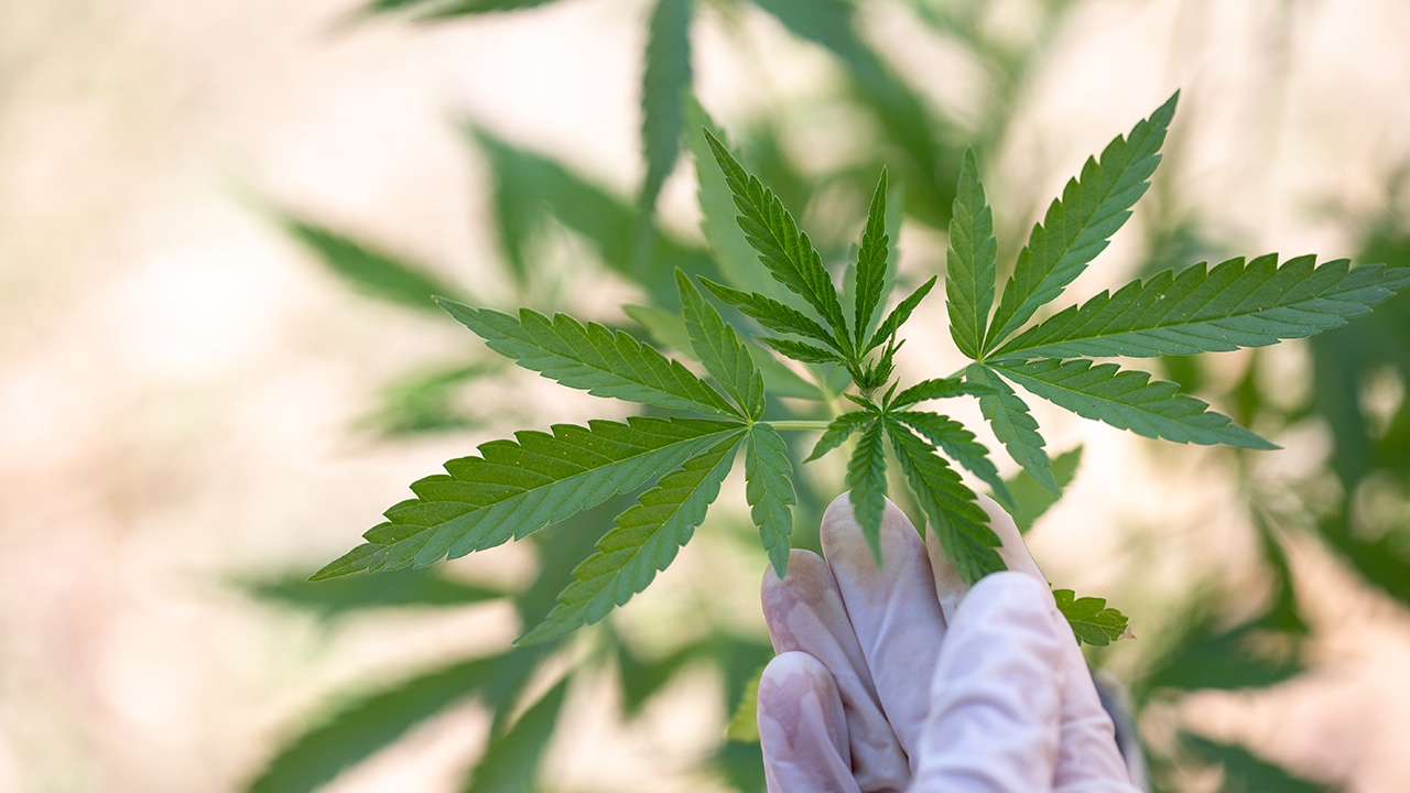 ด้านมืดของ...กัญชา “ก่อมะเร็งปอด-ทำลายสมอง-ภูมิคุ้มกัน”