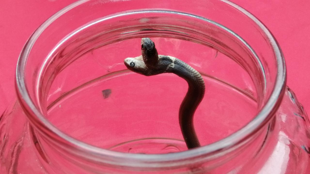 ลูกงูเห่า 2 หัว ชาวบ้านไหว้ขอ มาอยู่ด้วยกัน ถ้าจะให้โชค ไม่พลาดตี "เลขเด็ด"