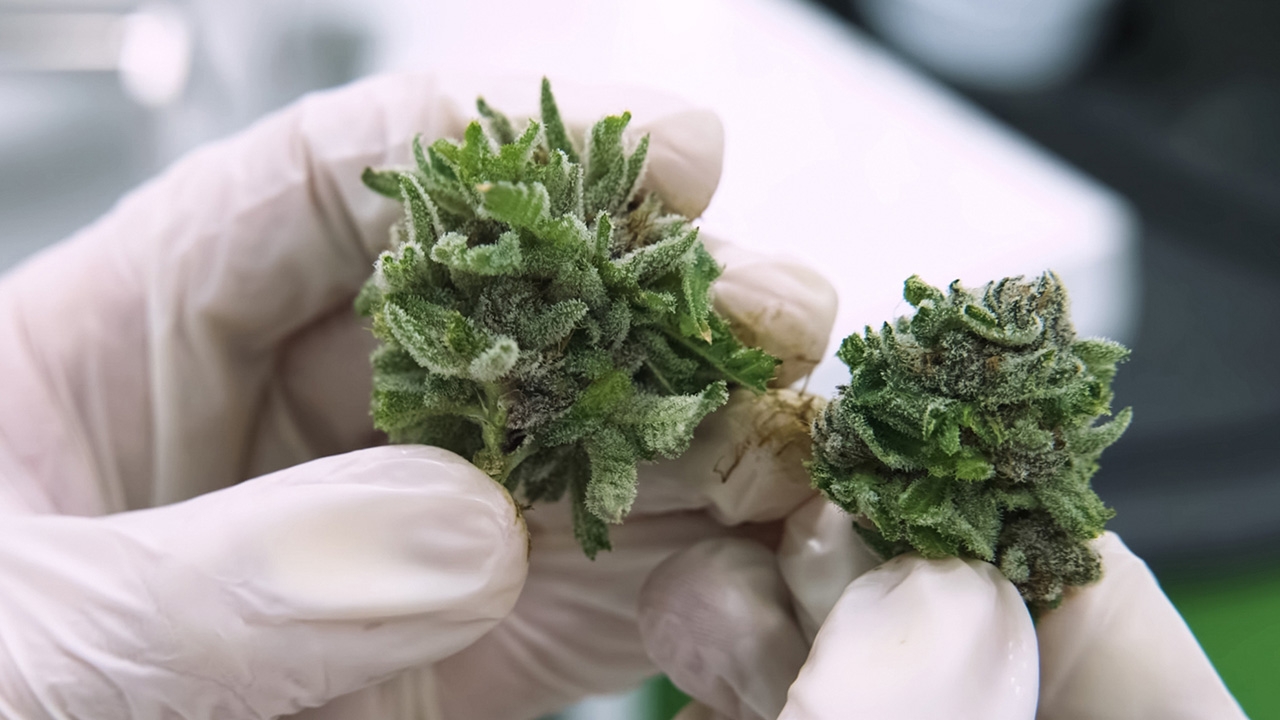 แนะเปิบกัญชา 2 เมนูต่อวัน ผสมอาหาร-ต้องระบุ อนุทินเคลียร์ชัชชาติ (คลิป)