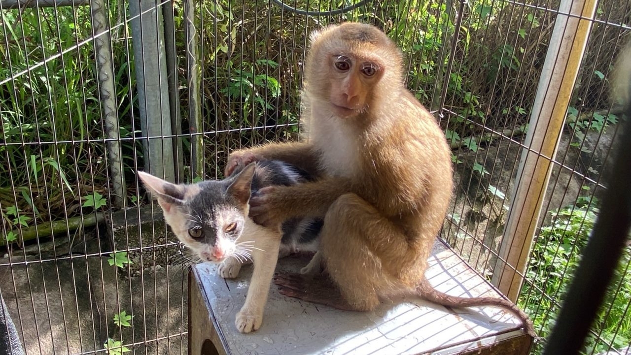 สุดน่ารัก เจ้าลิงช่วยเลี้ยงลูกแมวกำพร้า กู้ภัยช่วยออกมาจากห้องเครื่องรถ 