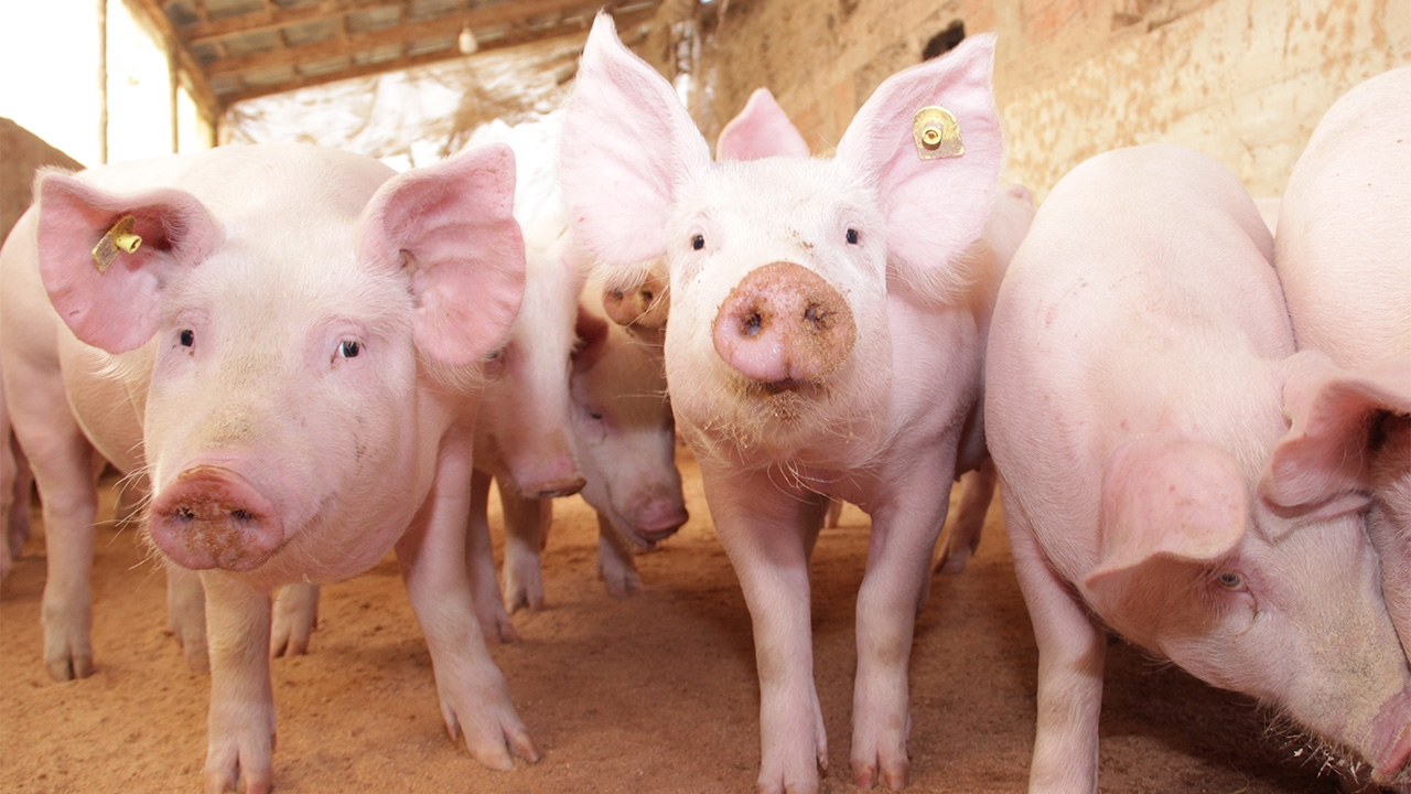 เรื่องของหมูที่ไม่หมู