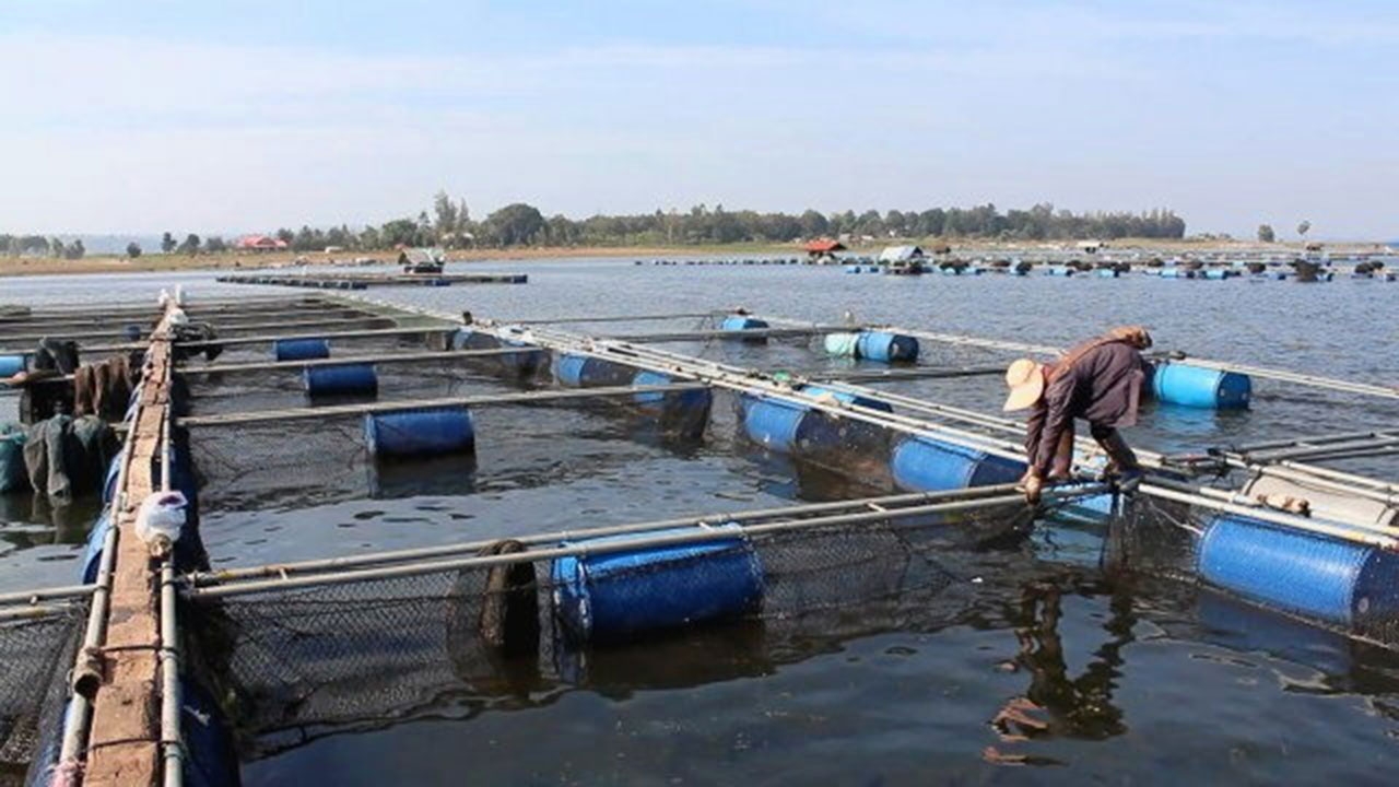 ปลานิล..เมืองย่าโม