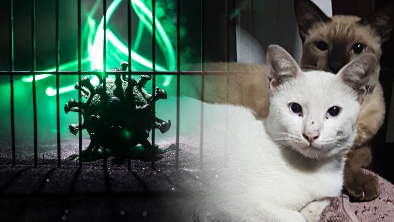 ทาสแมว อย่าตื่นตระหนก ติดโควิดจากน้องเหมียว มีโอกาสน้อยมาก