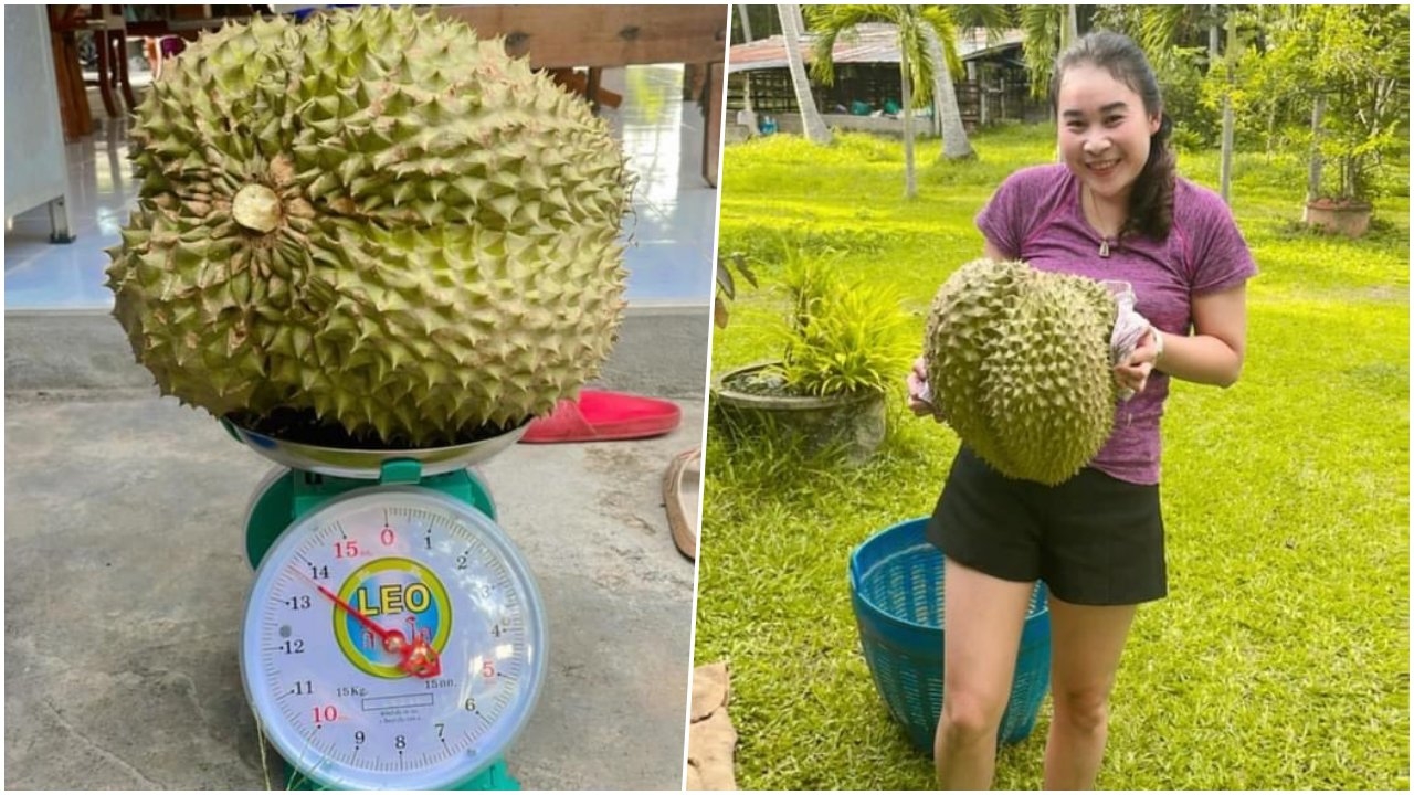 สาวบางสะพานน้อย โชว์ทุเรียนหมอนทองจากสวน 13.7 กก. ปลื้มใหญ่สุดในอำเภอ