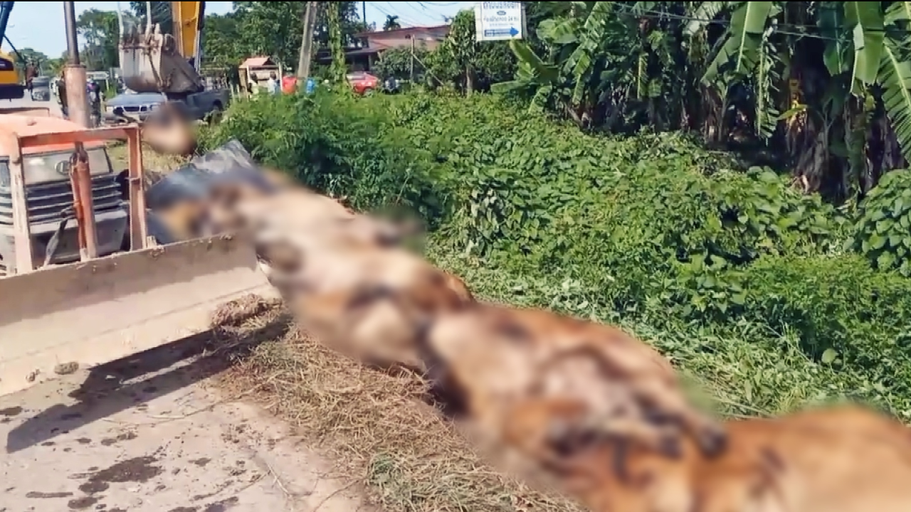 เจ้าของน้ำตาตก วัวไทยส่งไปเวียดนาม รถคว่ำตายคาที่ 8 ตัว