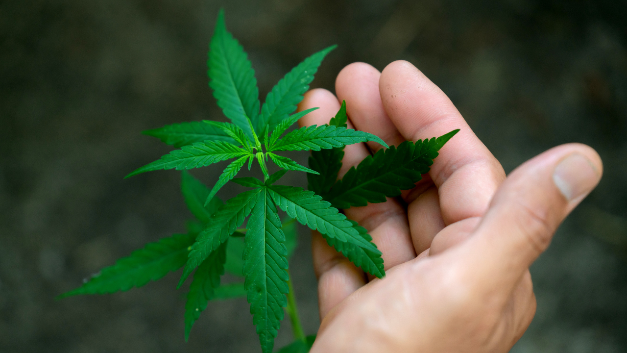 สถานทูตเตือนคนไทย ห้ามนำ "กัญชา-กัญชง" เข้าญี่ปุ่น ฝ่าฝืนมีโทษ