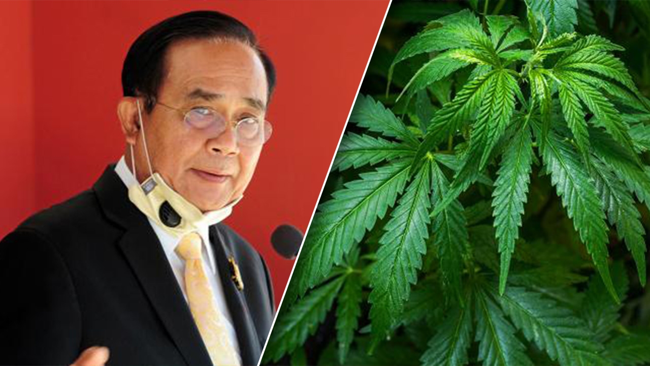 นายกฯ สั่งห้ามใช้กัญชาในหน่วยทหารเด็ดขาด-ชวนคนเห็นต่างมาพูดคุย กลาโหม