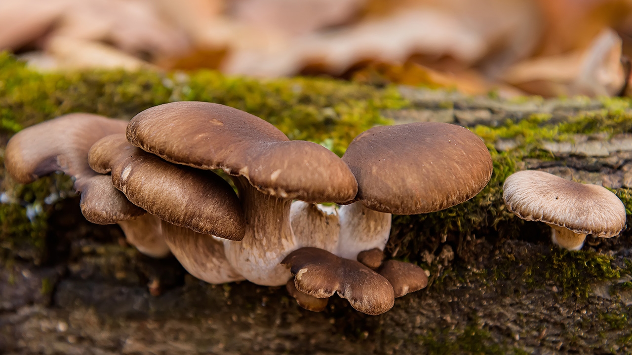 เห็ดวิเศษ อนาคตรักษาหดหู่ ซึมเศร้า