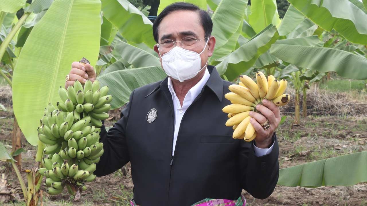 บิ๊กตู่เยี่ยมแปลงใหญ่กล้วยไข่กำแพงเพชร ชมเก่งปลูกกล้วยไม่ง่ายเหมือนชื่อ