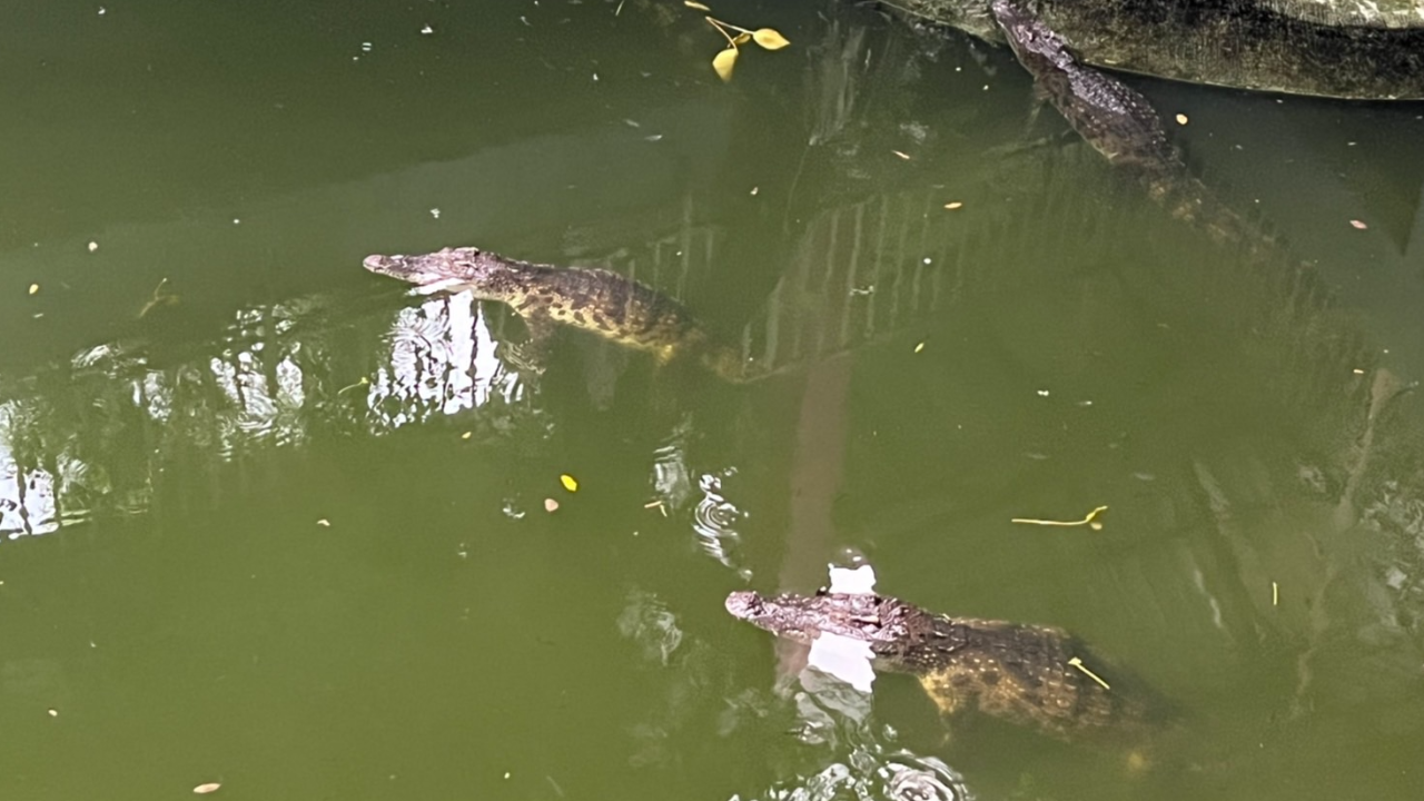 เจ้าของฟาร์มโต้ ปล่อยจระเข้หิวโซ ยืนยันดูแลให้อาหาร อ้วนถ้วนสมบูรณ์ดี