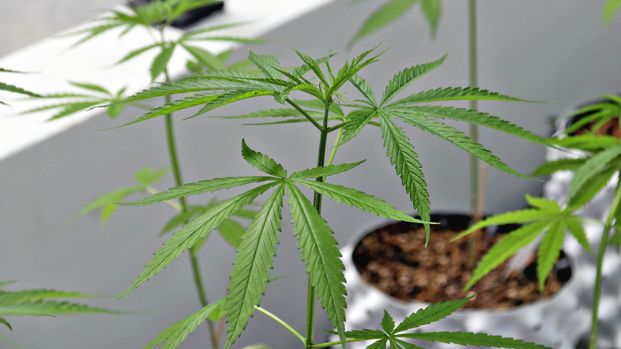 สธ. ย้ำ นโยบายกัญชาเพื่อการแพทย์ ไม่สนับสนุนเสพ สูบ หรือสันทนาการ