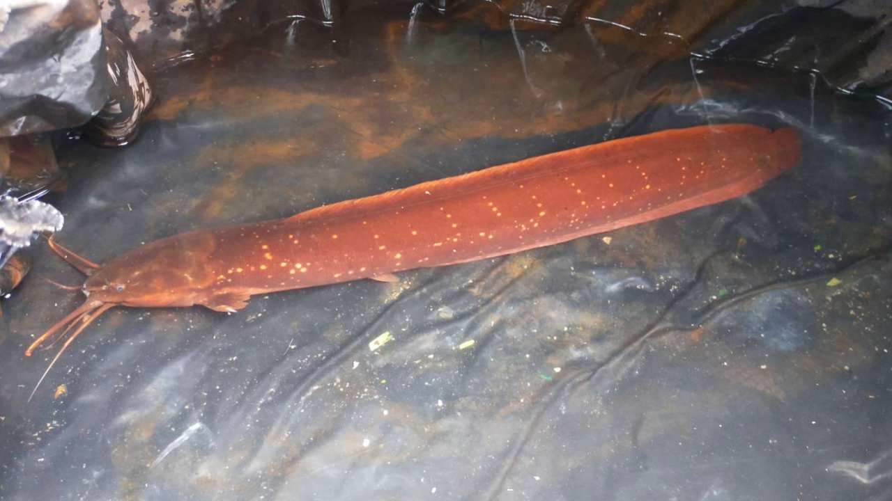 ลุงกระบี่วางไซได้ "ปลาดุกลำพัน" สีแดงแปลกตา หายากมีเฉพาะหนองน้ำพรุภาคใต้ 