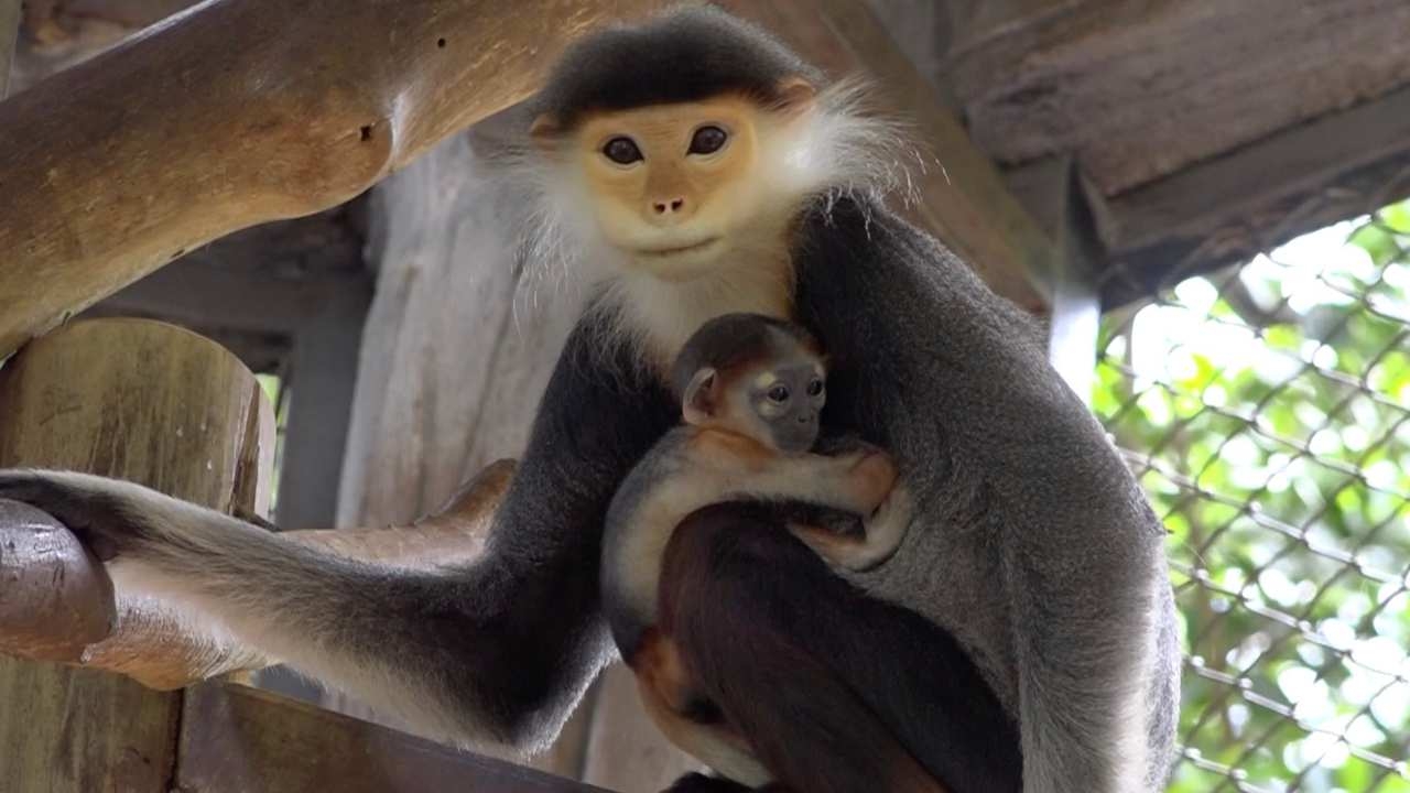 อวดโฉมลูกค่างห้าสี ลูกแม่สายน้ำพ่อสายชล สมาชิกใหม่สวนสัตว์โคราช
