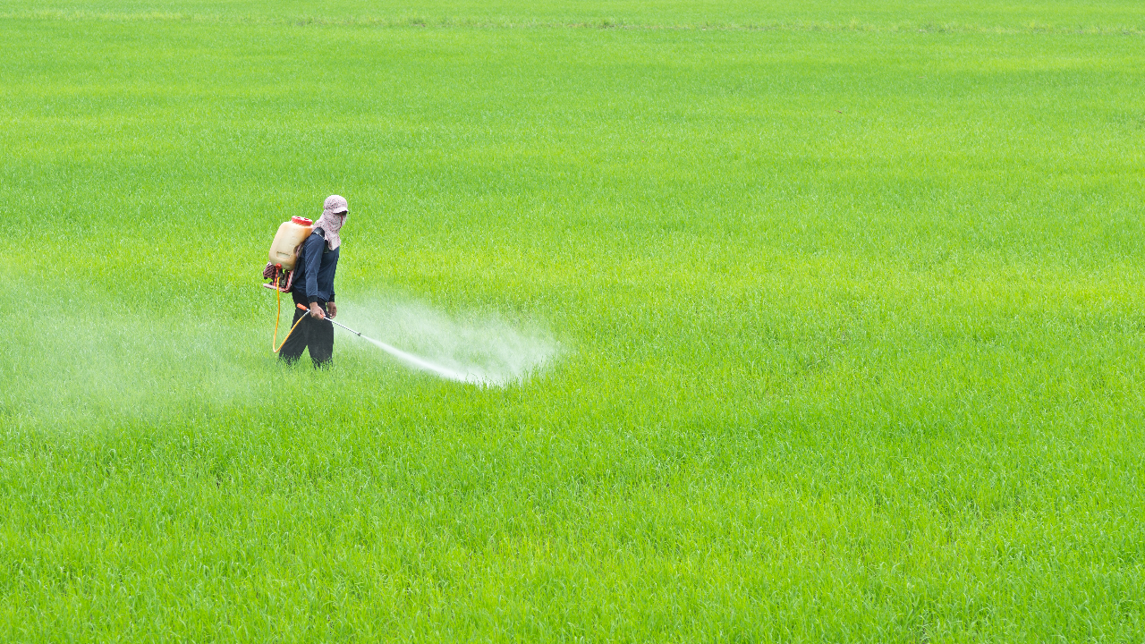 อ.เจษฎา แนะไม่ควรใช้น้ำยาล้างห้องน้ำฉีดพ่นนาข้าว ชี้เป็นอันตรายต่อต้นพืช