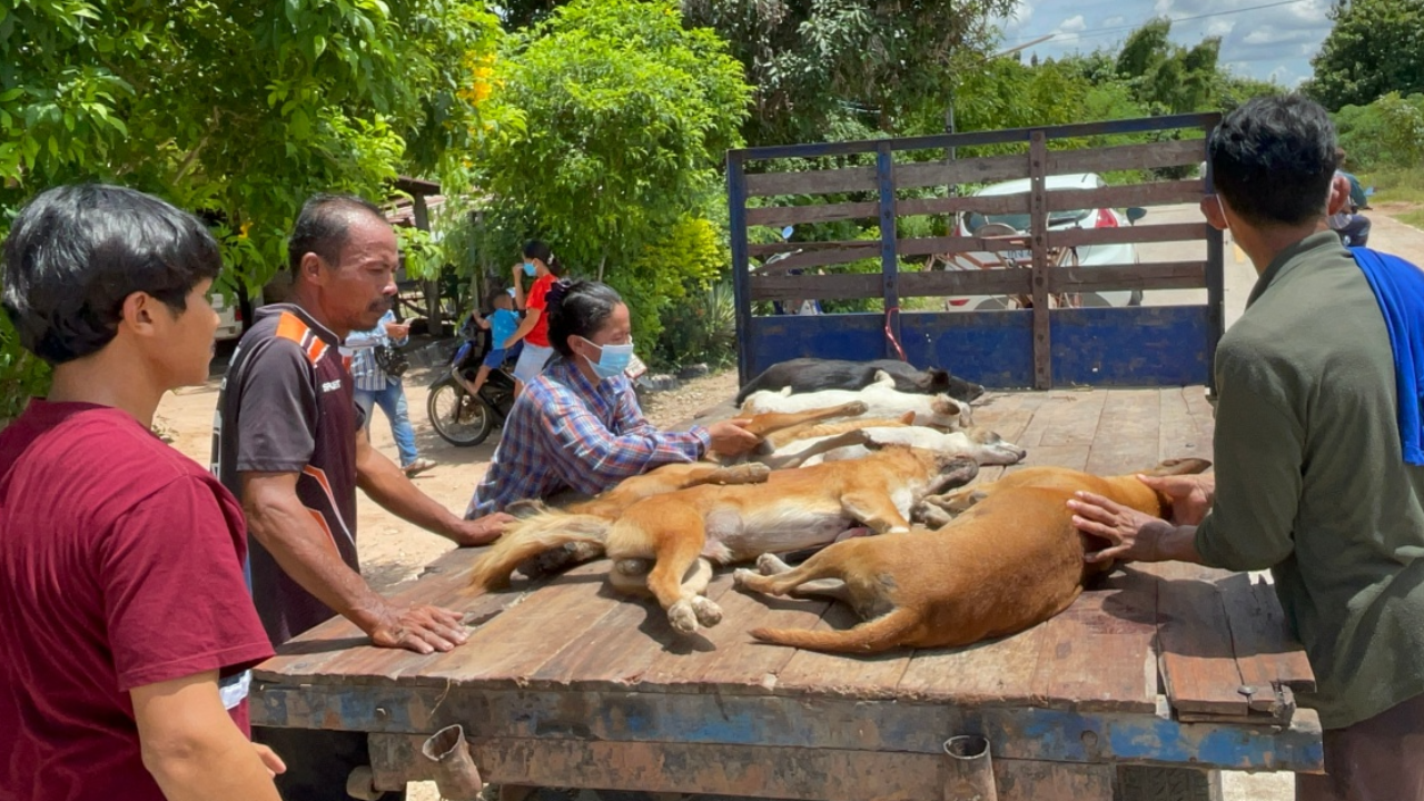 เจ้าของไร่ใจร้าย วางยาหมาแมวตายเกลื่อน อ้างเดินเหยียบย่ำ!