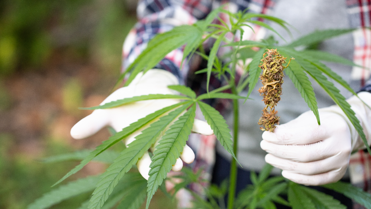 แจงยิบ 25 ประเทศบทลงโทษอ่วมหากพกกัญชา-กัญชงไป เตือนคนไทยต้องระวัง