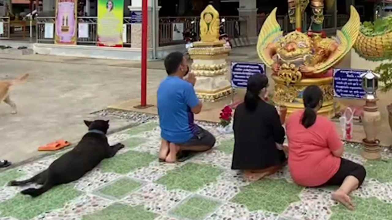 เอ็นดู "เจ้านิลดำ" สุนัขแสนรู้ ตามเจ้าของมาแก้บน "ท้าวเวสสุวรรณ"