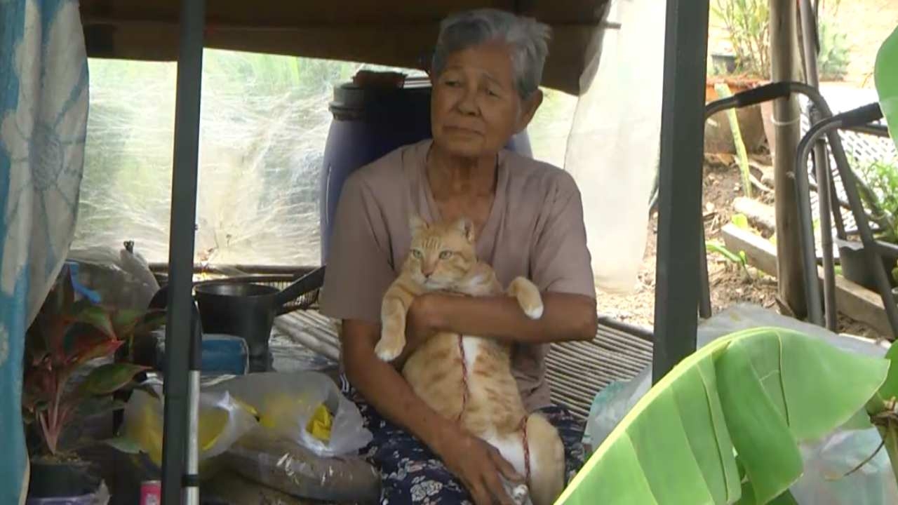 ยายเจ้าของแมว "เจ้าสีเงิน" เผยจะพากลับบ้านนอก ยุติข้อพิพาทเพื่อนบ้าน (คลิป)