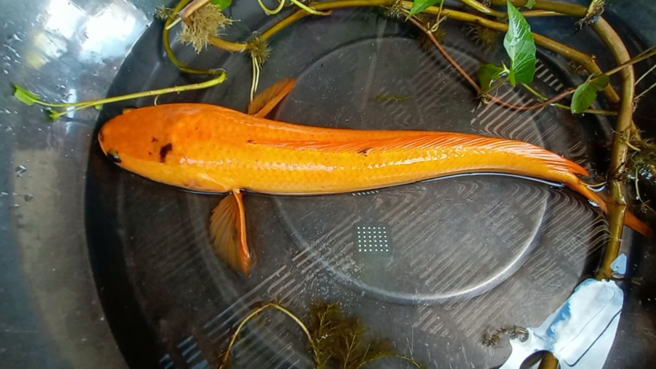 แห่ขอ "เลขเด็ด" ปลาช่อนสีทอง เชื่องวดก่อนให้โชคถูกหวยรางวัลที่ 1 