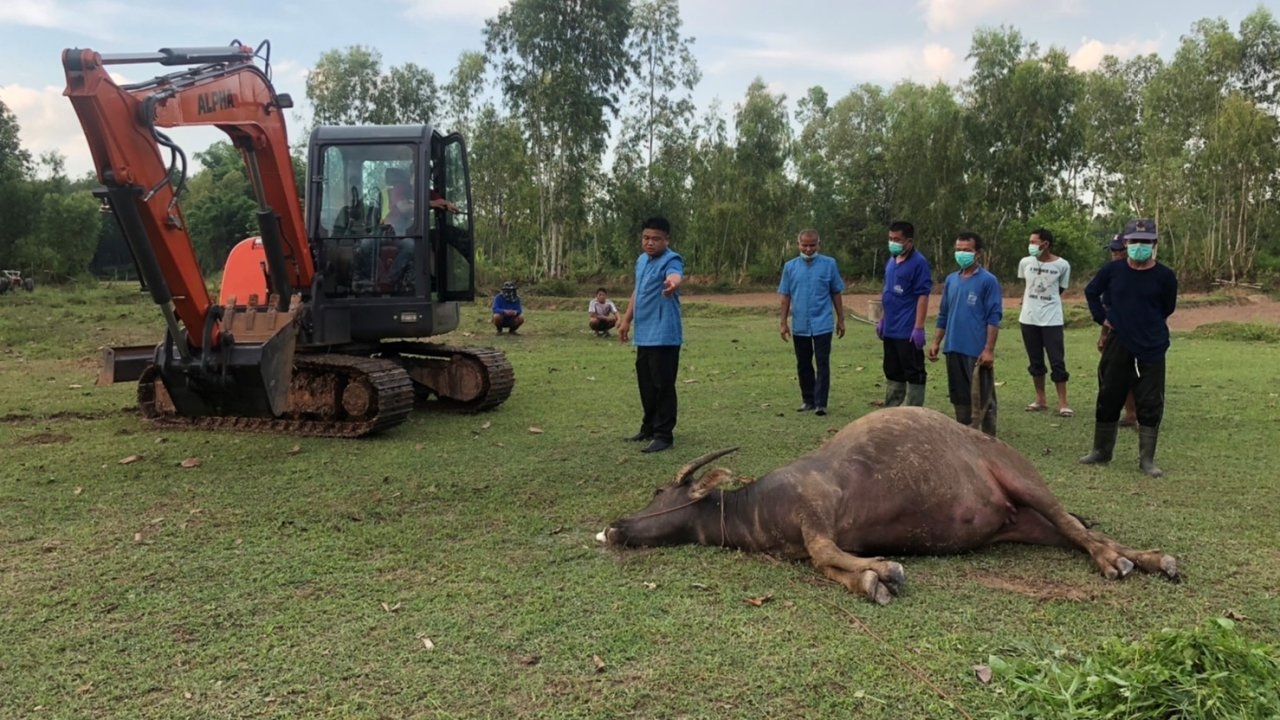 เกษตรกรนครพนมแทบช็อก ควายตายปริศนา 5 ตัว มีท้องแก่ ทำขาดทุนเกือบ 3 แสน