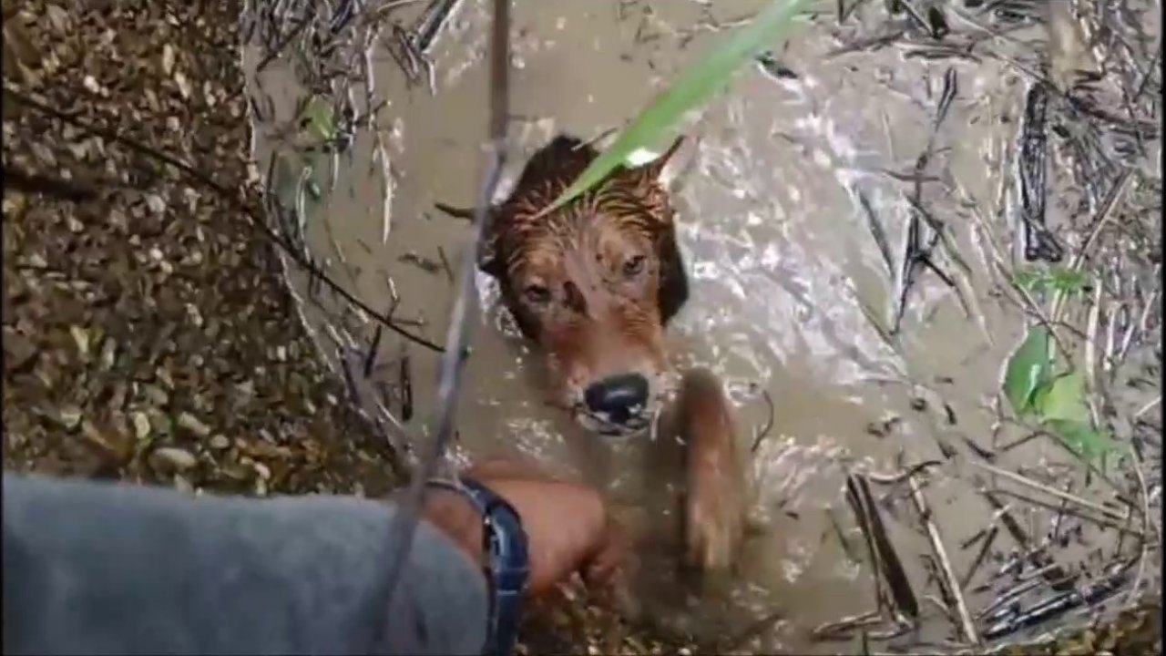 ช่วยน้องหมาอุดรฯ แสนรู้ ตกบ่อร้างขึ้นไม่ได้ ร้องขอคนช่วย 2 วัยจนเสียงแหบ