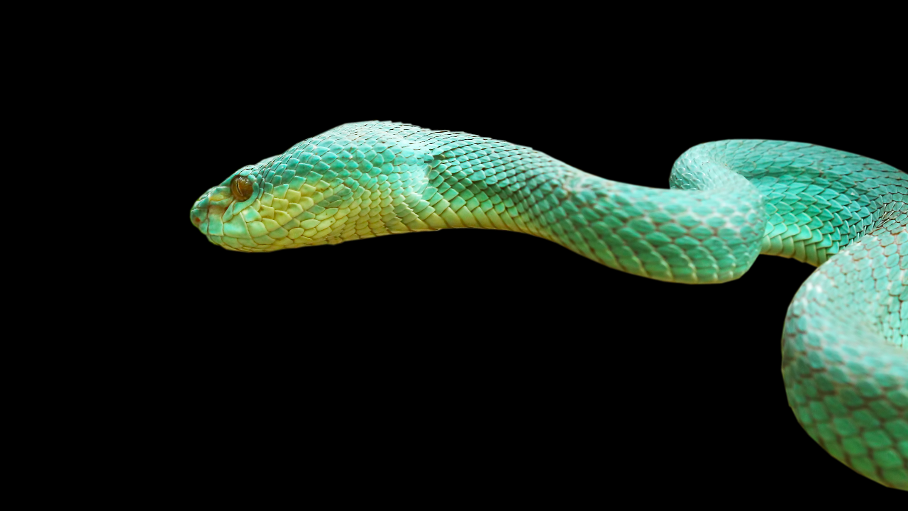 ทำนายแม่นๆ "ฝันว่าวิ่งหนีงู" พร้อมความหมาย และเลขเด็ดนำโชค