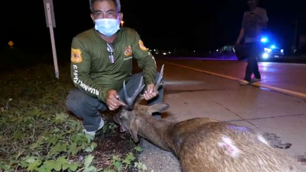 กวางถูกรถชนตายที่อยุธยา ไม่ใช่ของชาวบ้าน อบต.ไม่รู้ที่มาเห็นสักพักแล้ว 