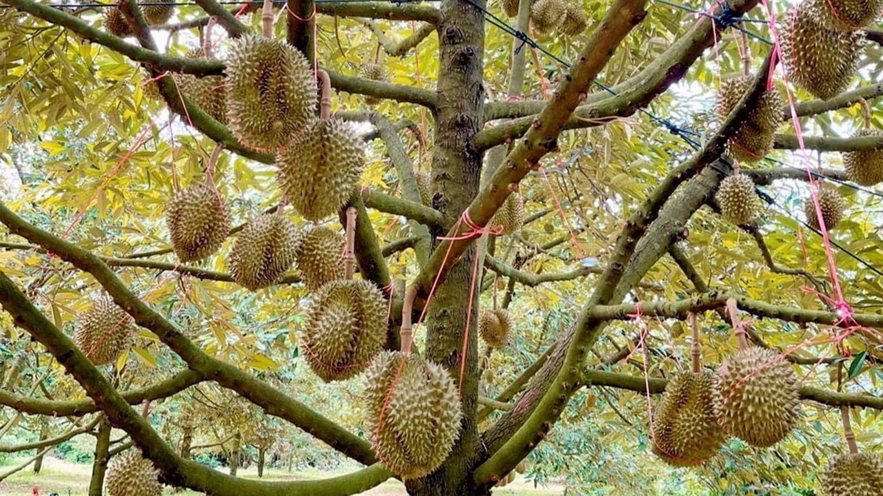 เทศกาลทุเรียนภูเขาไฟศรีสะเกษ