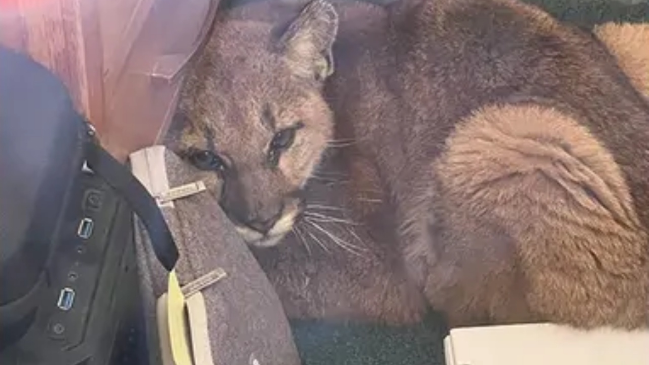 ระทึก สิงโตภูเขาบุกโรงเรียนแคลิฟอร์เนีย เดินทั่วสุดท้ายโดนขังในห้องเรียน