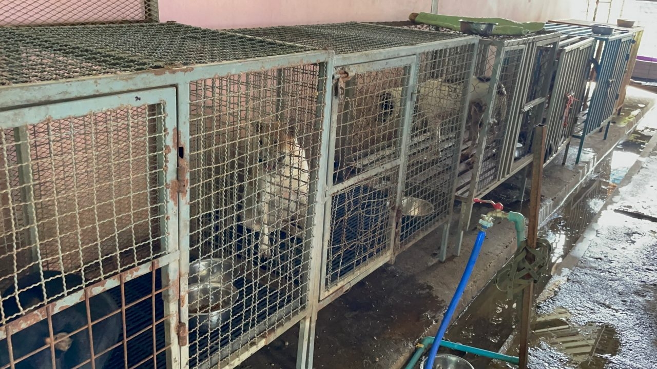 คนดูแลสถานรับเลี้ยงสุนัข เพจดัง อ้างส่งไปโรงพยาบาลทุกวัน ไม่รู้ดราม่าเงินบริจาค 