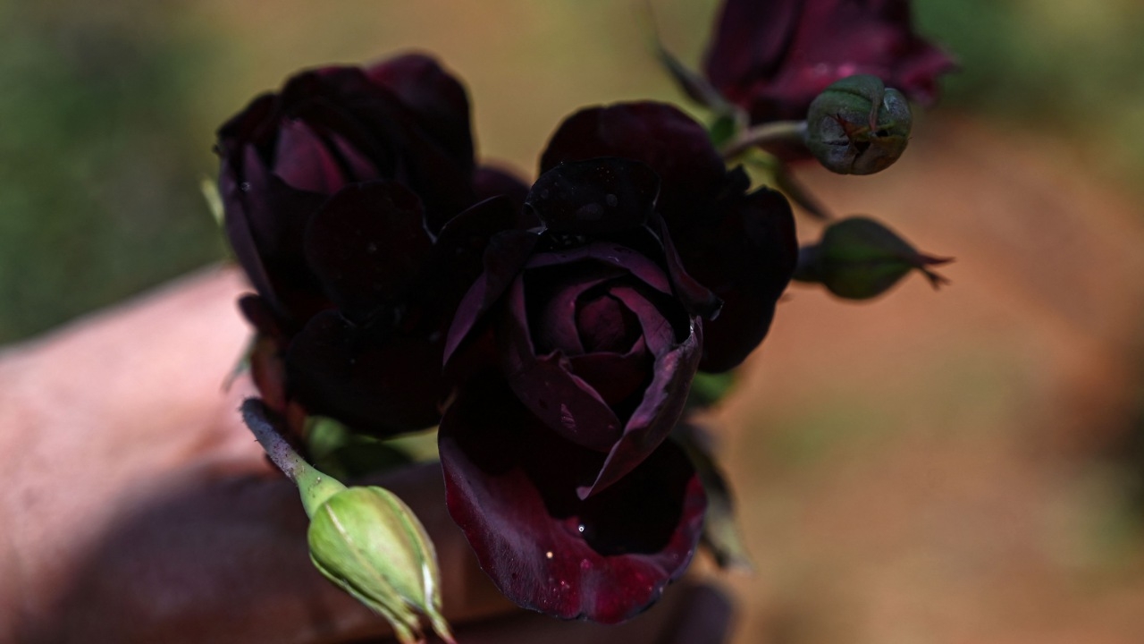 รู้จักกุหลาบสีดำของจริง ผลิบานโดดเด่นตามธรรมชาติในตุรกี