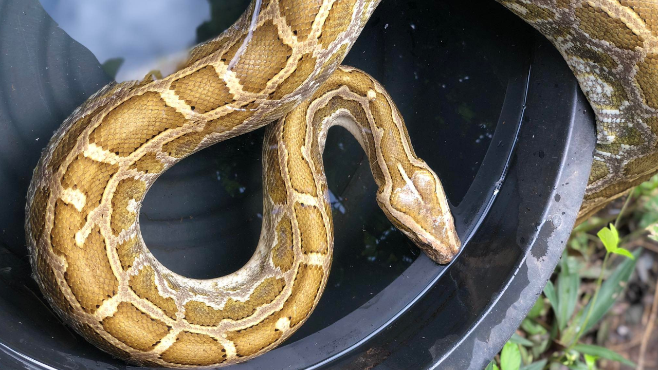 หนุ่มประกาศตามหา "แสงโสม" งูหลามสีสว่าง วอนคนเจออย่าทำร้าย น้องไม่ดุ