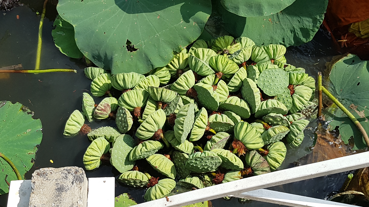 นับไปยิ้มไป คอหวยช่วยกันหา "เลขเด็ด" ฝักบัวหลวงพ่อแป๊ะ ลุ้นโชคงวด 1/6/65