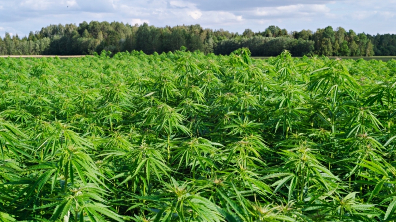 ถูกใจสายเขียว 9 มิ.ย.ปลดล็อก "กัญชา" ผลิต-ขาย-เสพ-ครอบครอง พ้นคดีหมด