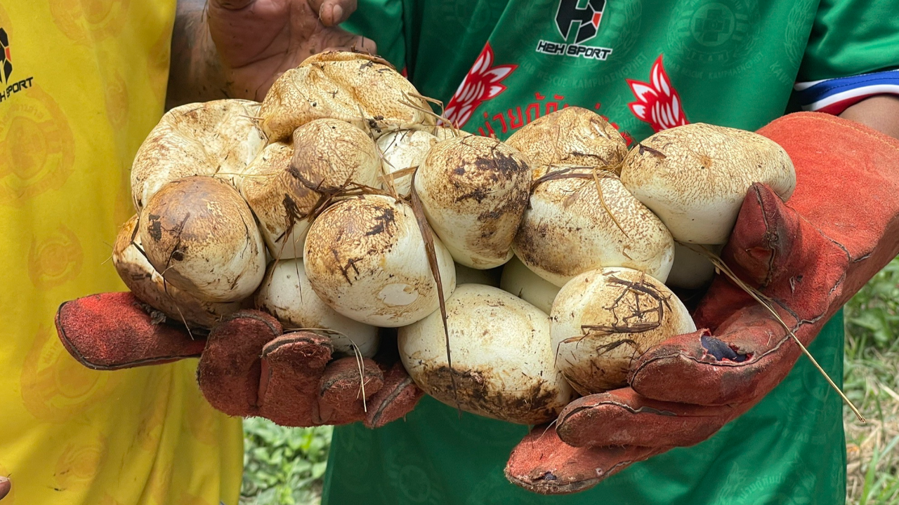 เจ้าของบ้านหนีกระเจิง เจอ "งูเหลือมยักษ์" ขดตัวกกไข่แพใหญ่ 30 ฟอง