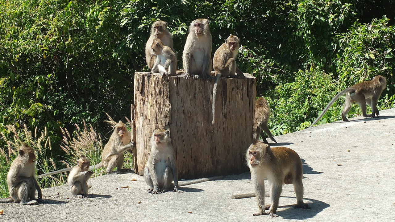 เกาะช้าง เตือนไข้มาลาเรีย "โนวไซ" ติดต่อจากลิงสู่คน ป่วยแล้วหลายราย