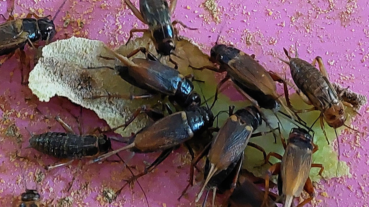 6 โครงการเกษตรชีวภาพ