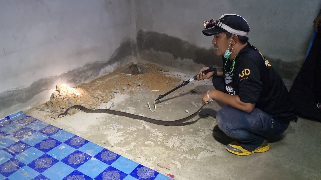 ทีมอสรพิษค้นบ้านหาดใหญ่ เจองูเห่า 2 รัง เตือนโพรงใต้บ้านเสี่ยงงูวางไข่